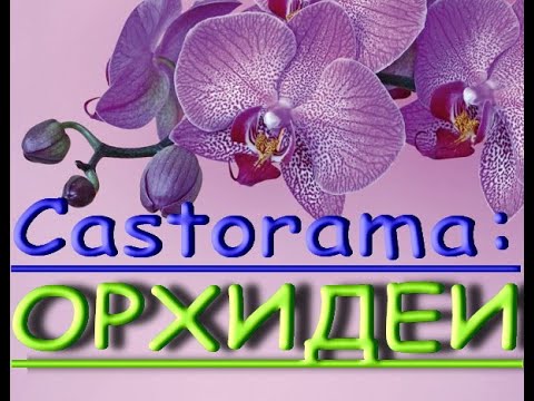 "Castorama":ЗАВОЗ прекрасных ОРХИДЕЙ,УЦЕНКИ 156р.Самара,"Касторама" на Московском ш.,25.06.20.