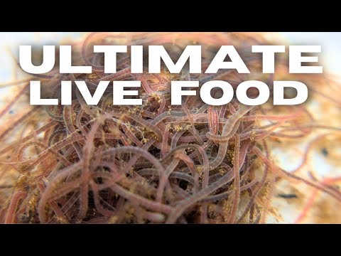 Blackworms an EASY Guide to Culturing the Best Livefood for your Fish