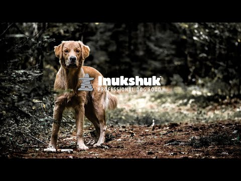 Inukshuk Dog Food Small Kibble Size Explained