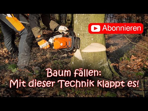 Felling trees safely using safety felling techniques | My step-by-step approach