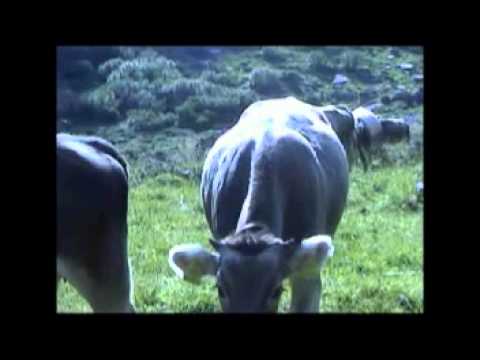 Almabtrieb Bodenalm Tiroler Grauvieh  kuisa