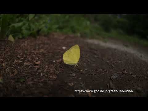 キチョウの吸水
