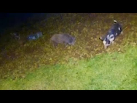 Wild pigs run amok in San Jose, residents want repayment for wrecked landscaping