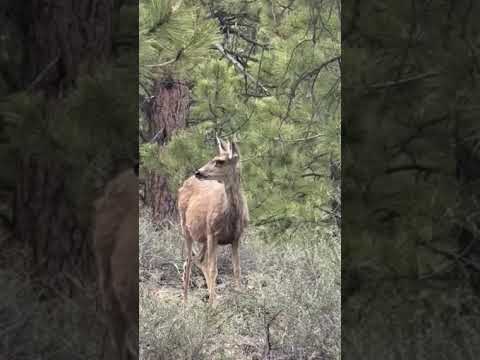 deer greeted us on the bike ride back into the camping area