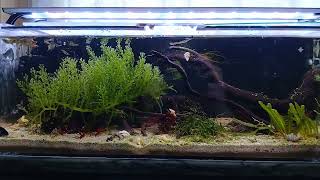 macroalgae guppy tank