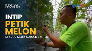 Intip Keseruan Petik Melon Langsung dari Kebunnya di Agro Media Garden Serang Banten