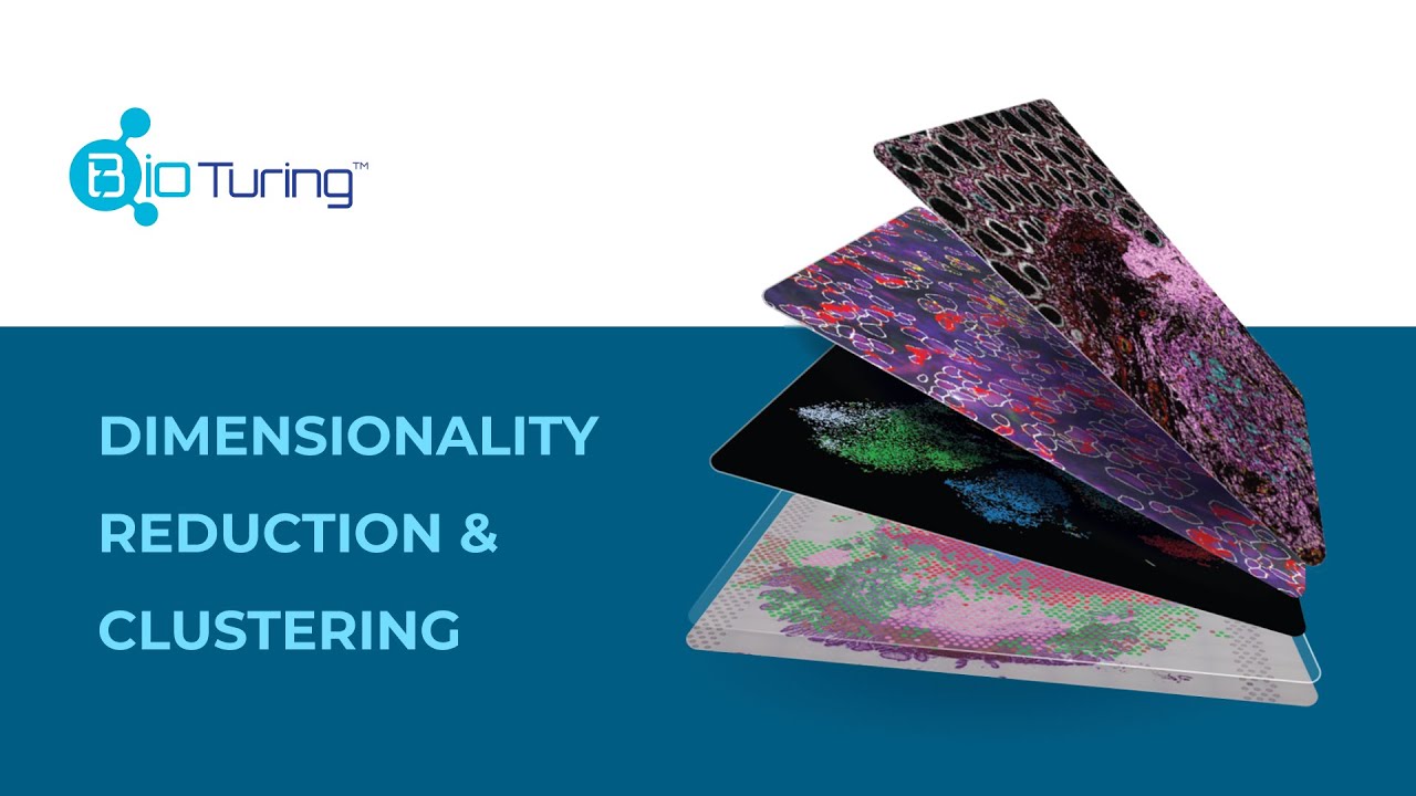 BBrowserX: Dimensionality Reduction and Clustering