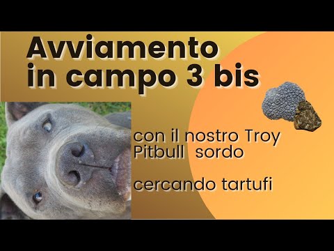 Avviamento Troy Pitbull alla cerca del Tartufo 3 bis (12-022016)