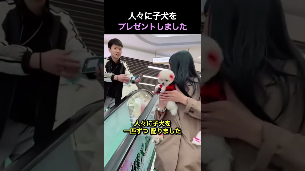 人々に子犬をプレゼントしました❤️#shorts