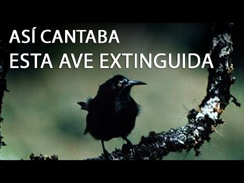 Canto con los animales de Canparaní #musicainfantil #cancion #musica #rimas