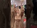 Keburu Acara Mulai Jadi Lupa Gapake Plat Jambi