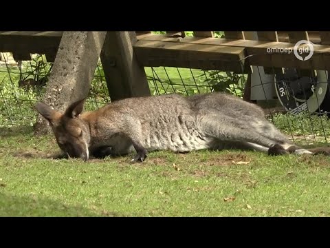 GLD Nieuws 13 augustus 2017