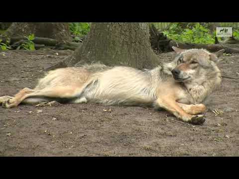 Haben Wölfe eine Rangordnung im Rudel? Wolfcenter powered by schuhplus - Schuhe in Übergrößen