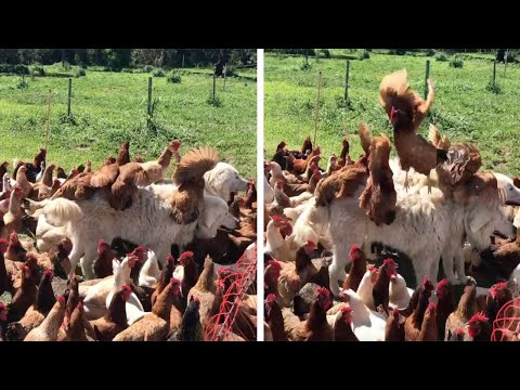 Dog Gets Covered In Flock Of Chickens