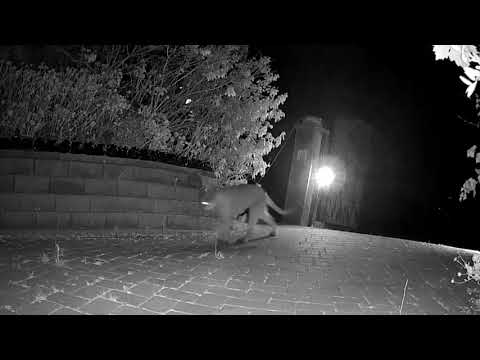 Limping Cougar & alert coyotes