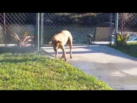 Kalinda and the wonderful splendor of sprinkler monsters!