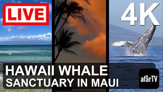 ハワイアン・アイランズ・ザトウクジラ海洋保護区 マウイ島