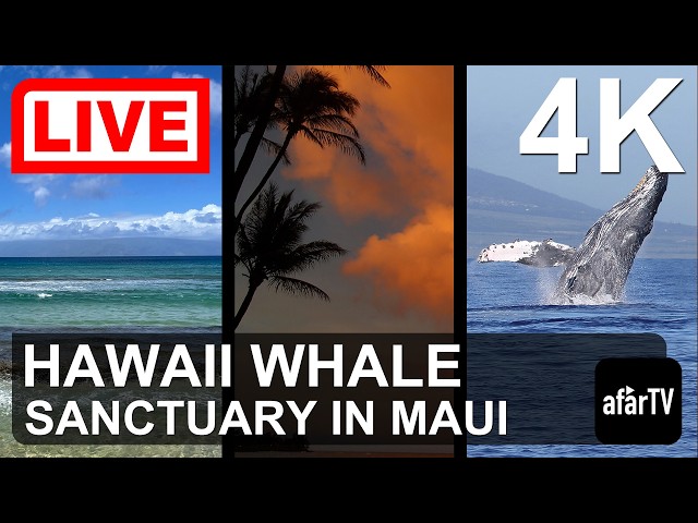 ハワイアン・アイランズ・ザトウクジラ海洋保護区 マウイ島