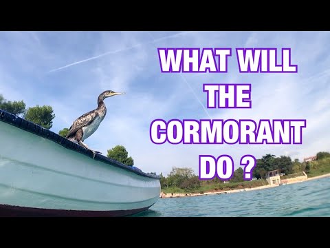 ShortCut | Was wird der Kormoran machen wenn ich mich nähere?