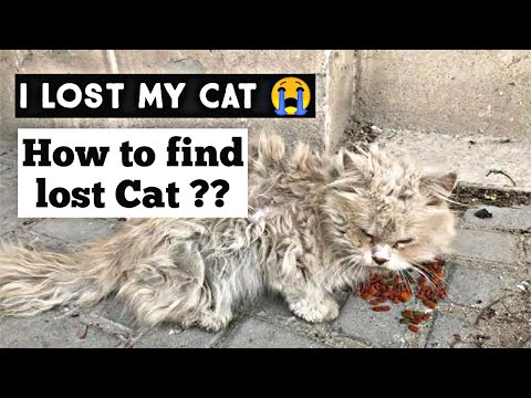 How to Find a Lost Cat | Tips to find your missing Cat | Best ways to find your lost Pet