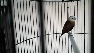 Download lagu PANCINGAN SUARA EMPRIT KAJI❗ ORIGINAL ASLI mp3