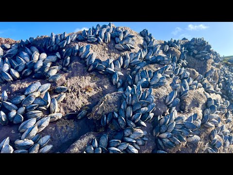 Coastal Foraging - Searching tidepools for Mussels and Clams - Clean and Cookup Autumn 2023