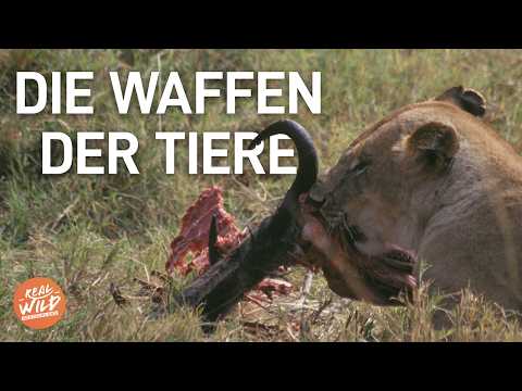 Die GRAUSAMSTEN Waffen der Natur | Doku | Real Wild Deutschland