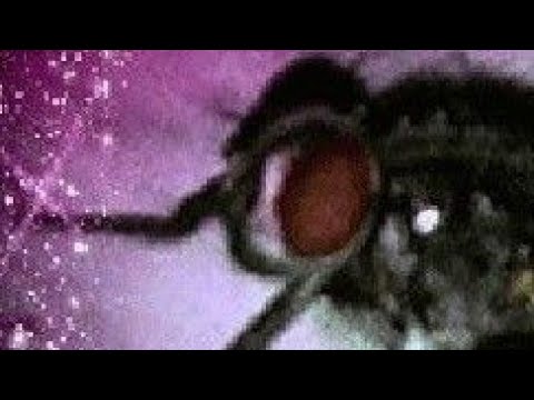 moths...ø·ø ̈ùšù„ø© ... ø£øoù†ùšø© ù„ù„ø£ø·ù ø§ù„