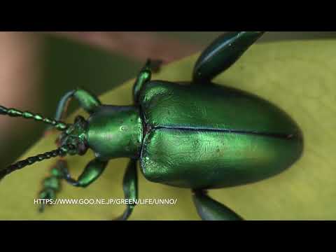 マレーシアの美しいハムシ　Beautiful leaf beetles of　Malaysia