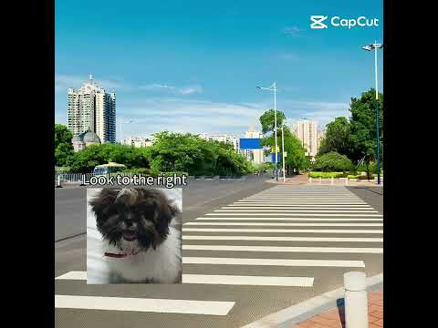 Stupid persons be like 🤣