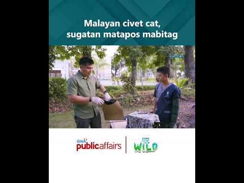 Malayan civet cat, sugatan matapos mabitag Born to Be Wild