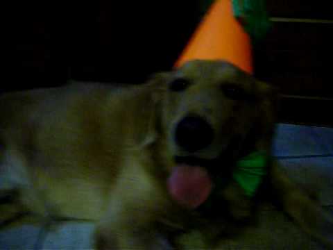 Happy Birthday Jacko!!   4 years old !