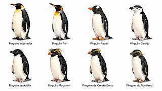 Todos Tipos de Pinguins Raros Explicados em 7 Minutos