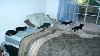 Cover art for Chamber of reflection