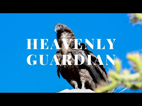 Argentine condor-documentaries