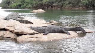 preview picture of video 'Crocodile at Ranganthittu Bird Sanctuary, Srirangapatna, Mysore'