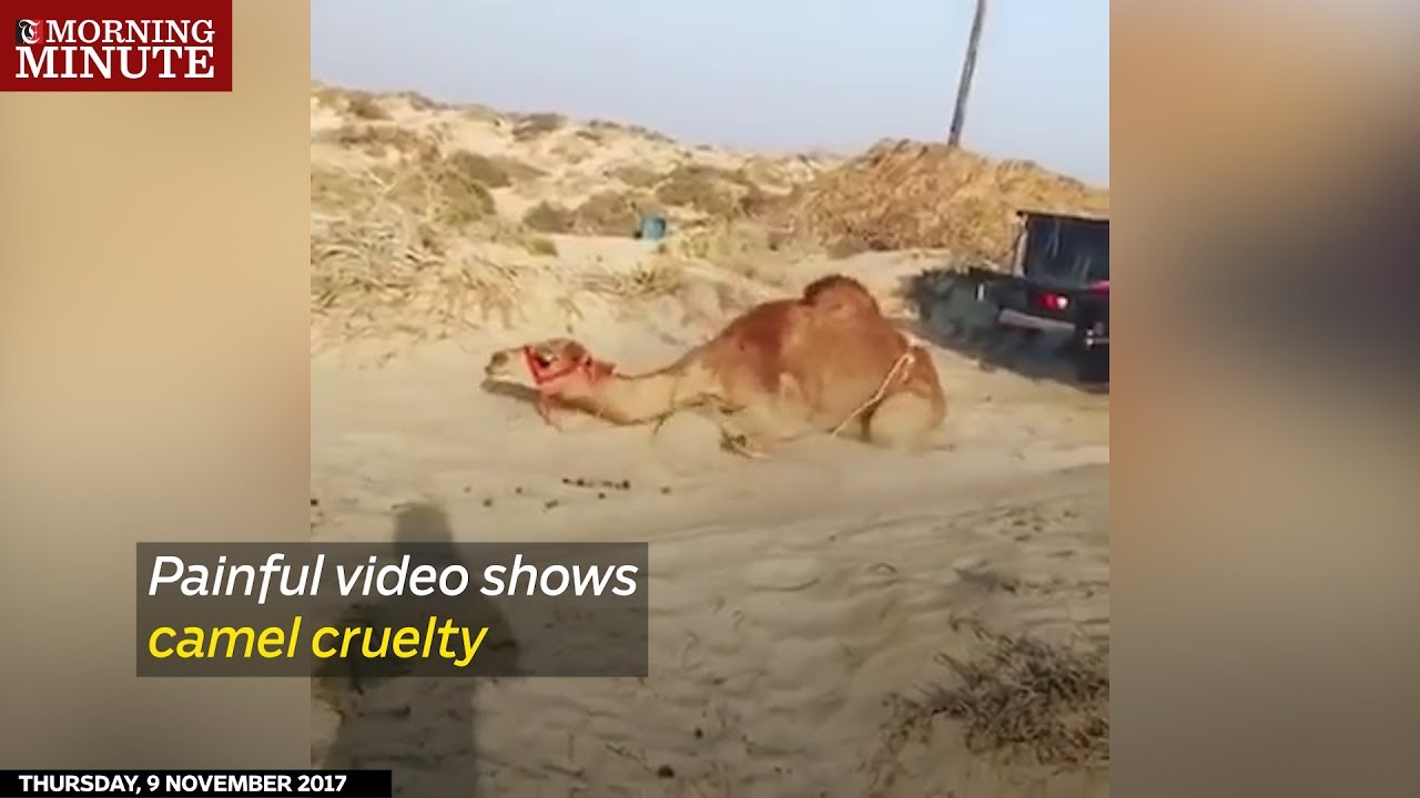 Watch Painful video shows camel cruelty Times of Oman