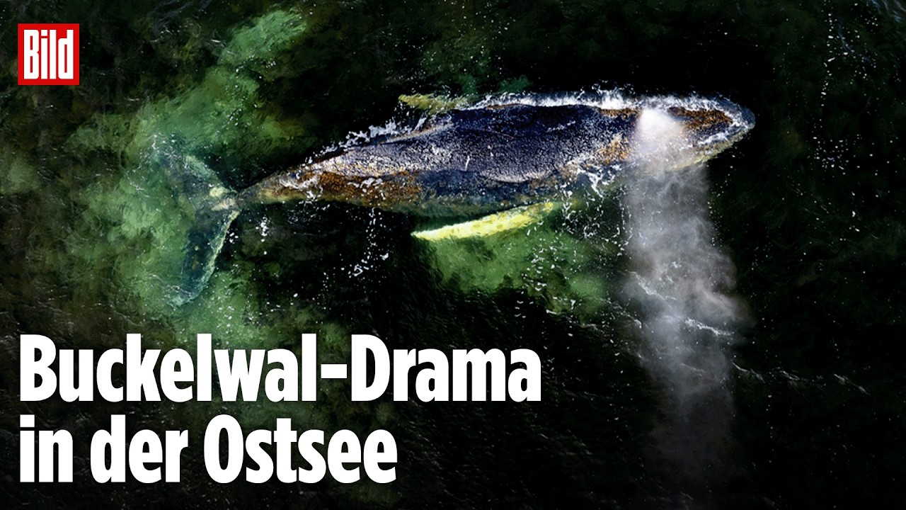 🔴  LIVE-STREAM: Gestrandeter Buckelwal in der Ostsee – Experten beraten möglichen Einsatz
