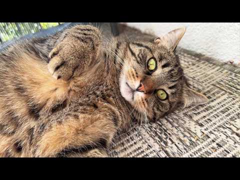 YouTube 썸네일