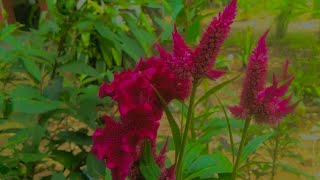 Download lagu STORY WA CINEMATIC DI PAGI HARI || AESTHETIC 1 MARET 2022 mp3