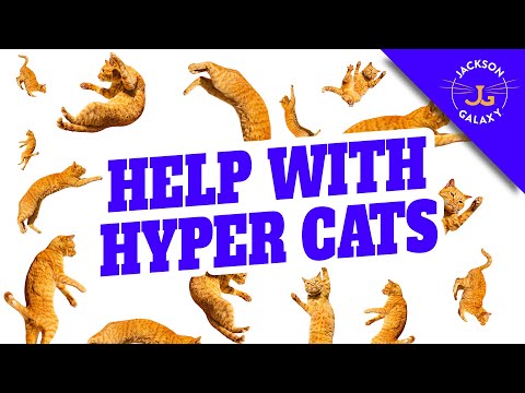 Living with a HYPER CAT OR KITTEN