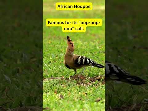 African Birds  – African Hoopoe