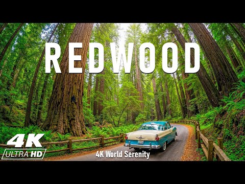 Redwood National Park 4K – Walking Among America’s Oldest Giants, the Tallest Trees on Earth