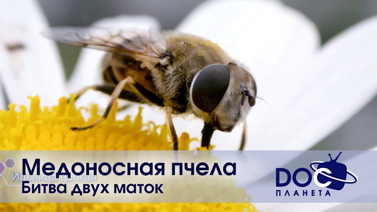 Медоносная пчела - Часть 3.Битва двух маток - Документальный фильм