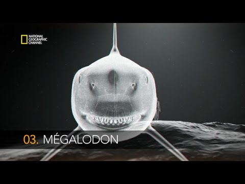 Le mégalodon, un requin préhistorique géant de plus de 20 m !