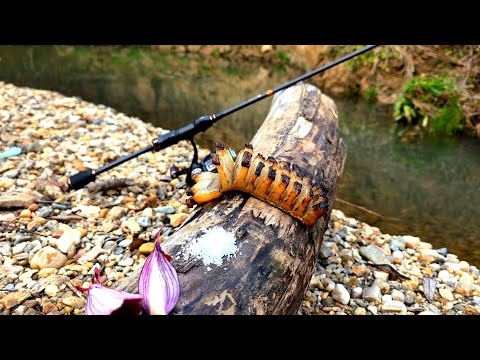 🎣 Am PESCUIT la CLEAN pe RÂU - Dorul unei partide pe sălbatic🔥