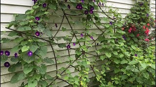 spider web garden arbor.