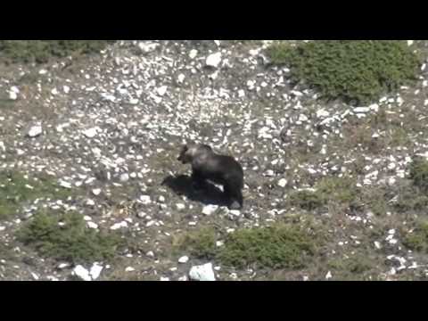 ONDA TG 22.08.2014 - CANSANO  INCONTRO RAVVICINATO CON L'ORSO
