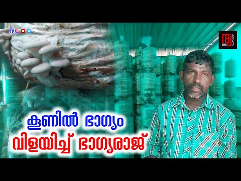 കൂൺ കൃഷിയിൽ അത്ഭുതം തീർത്ത്  കർഷകൻ | koon krishi home | mushroom growth cultivation