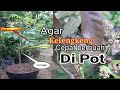 Rahasia menanam kelengkeng dalam pot agar cepat berbuah bagi pemula